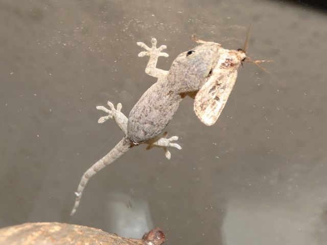 虫を食べるヤモリ